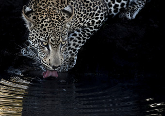 Drinking Leopard