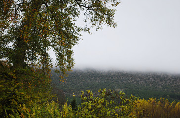 Paisaje oto&ntilde;al cubierto por niebla espesa