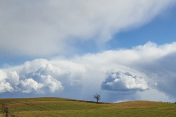 Fototapeta na wymiar green fields in spring, cumulus clouds