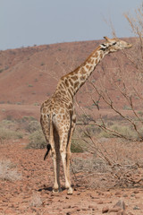 Giraffe eating at a tree, Palmwag, Damaraland, Namibia, Africa