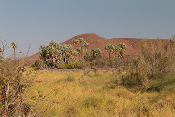 Mountains and palm trees, Palmwag, Namibia, Africa