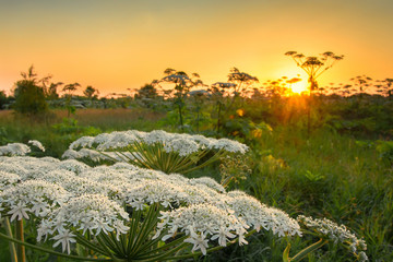 blossoming hogweed on a sunset background, white flowers