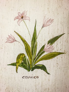 Colchico disegnato su tela