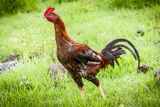 ferme coq herbe