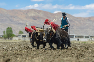 Tibetan farmer plough by draught Yak on farmland in Tibet, China.