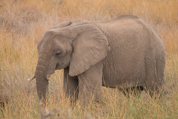 Naklejka na ściany i meble Desert Elephants at Palmwag conservancy, Namibia, Africa