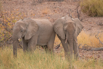 Fototapeta na wymiar Desert Elephants at Palmwag conservancy, Namibia, Africa