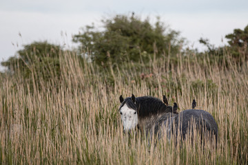 New Forest Ponys im Standpit Marsh