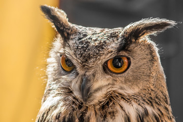 Detailed pic of an owl on a nice light. They are nocturnal birds with a large head, binocular vision, binaural hearing, and feathers adapted for silent flight. The eyes are really big black and orange