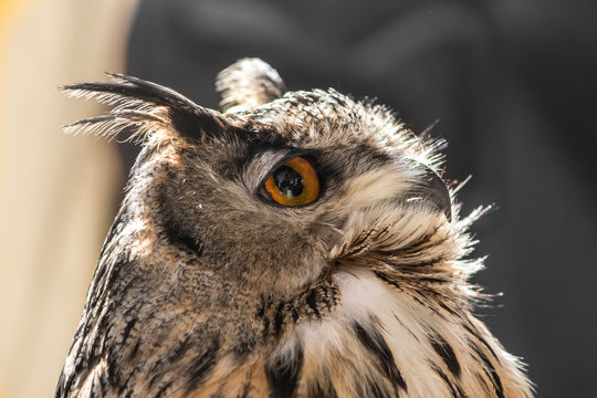 Detailed pic of an owl on a nice light. They are nocturnal birds with a large head, binocular vision, binaural hearing, and feathers adapted for silent flight. The eyes are really big black and orange