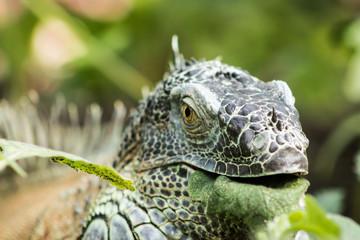 very big green reptile called iguana in the forest with orange iris and black pupil. the skin is full of scales like a dragon and a dinosaur. the photo of the animal is well detailed and blurred