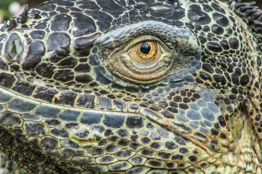 very big green reptile called iguana in the forest with orange iris and black pupil. the skin is full of scales like a dragon and a dinosaur. the photo of the animal is well detailed and blurred
