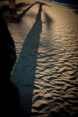 palmier ombre sable plage couleur chaude