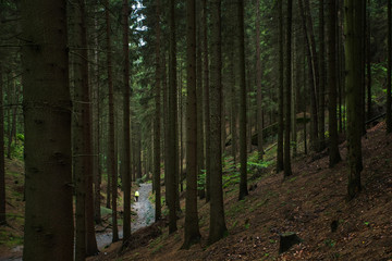trails in the forest of the czech republic