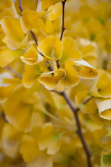 Ginko Baum im Herbst