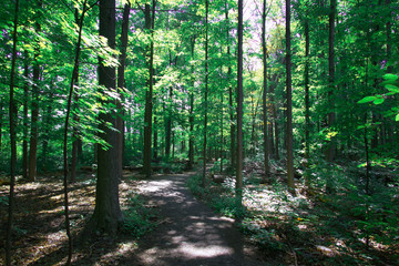 Obraz premium A green forest during the day