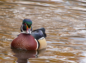 A male wood duck
