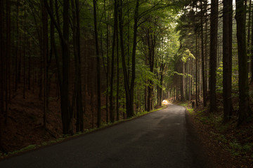 road in the forest in the czech republic