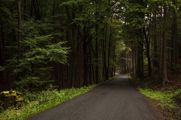 Fototapeta na wymiar road in the forest in the czech republic