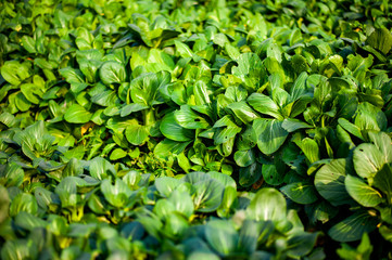 Rows of Green Chinese cabbage