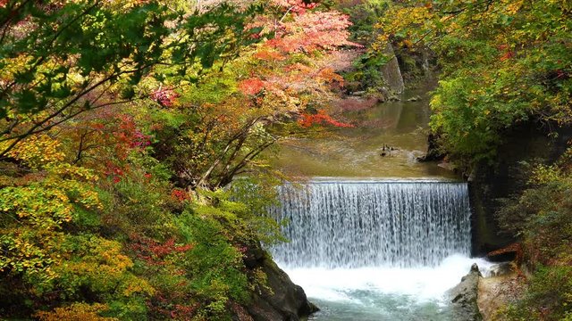 View of colorful autumn foliage with the flow of water stream at Naruko in Miyaki Prefecture, Japan.