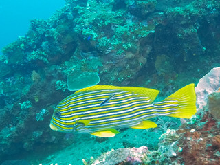 Fototapeta na wymiar close up of a cleaner wrasse and a lined sweetlips at tulamben, bali