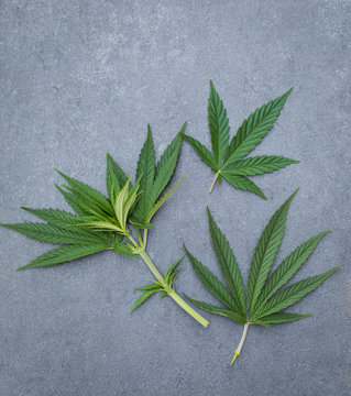 fresh picked cannabis leaves arranged on flat surface