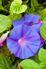 Flor morada