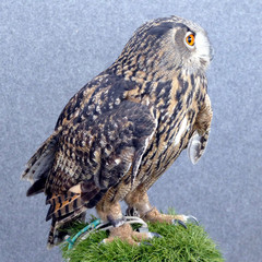 Ritratto di un Gufo Reale bubo bubo