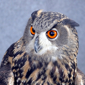 Ritratto di un Gufo Reale bubo bubo