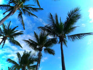 Fototapeta na wymiar Down several palm trees