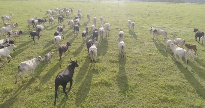 Aerial view of herd nelore cattel on green pasture in Brazil