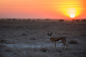 Springbok Sunset