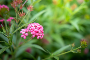 The background image of the colorful flowers