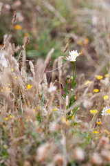 paja seca y flores amarillas