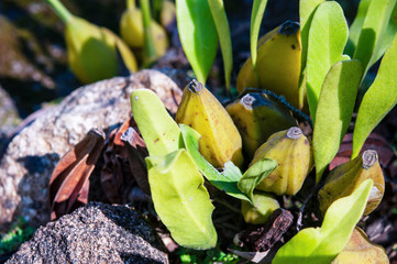 Golden-bow Dendrobium or Fried-egg Orchid, Dendrobium chrysotoxum, selective focus.