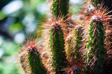 Macro many of thorn cactuses in the sunshine