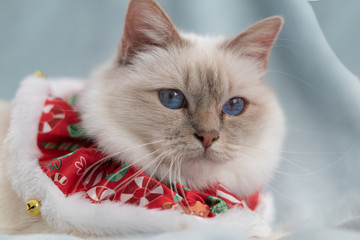 Blue eyed white sacred birman cat with christmas outfit decoration