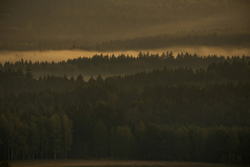 coniferous forest in the czech republic