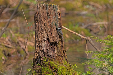 Black Capped Chickadee outside its nest in a Stump