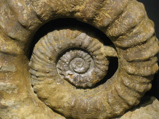riesiger Ammonit als Sinnbild für Unendlichkeit
