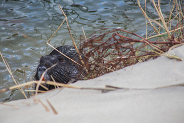 the muskrat on the bank of the pond sits among the branches