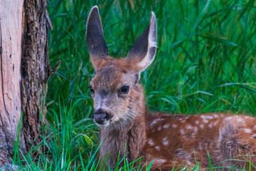 Fawn in Capitol Reef National Park, Utah