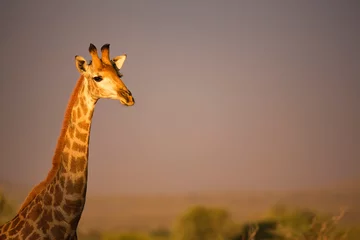 Gardinen Giraffe © Keith