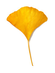 yellow ginkgo leaf on a white background