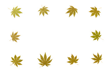 green maple leaves shaped as a frame on a white background