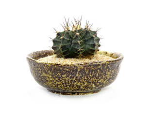 Cactus in ceramic pot isolated on white background. Potted ornamental plants for absorb...