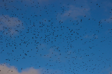 A huge flock of birds raven circling in the sky on migration.