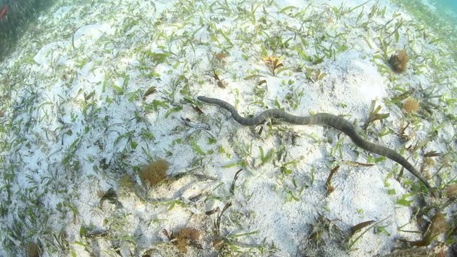 A Marine file snake, Acrochordus granulatus, hunts for small prey in a seagrass meadow in Komodo National Park, Indonesia. This rare species is only found in tropical seagrass and mangrove habitats.
