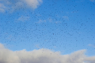 A huge flock of birds raven circling in the sky on migration.